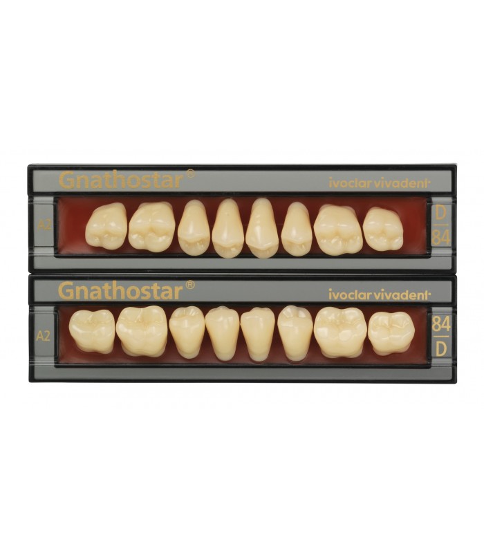 Gnathostar Οπίσθια Δόντια